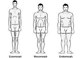 El somatotipo de Sheldon