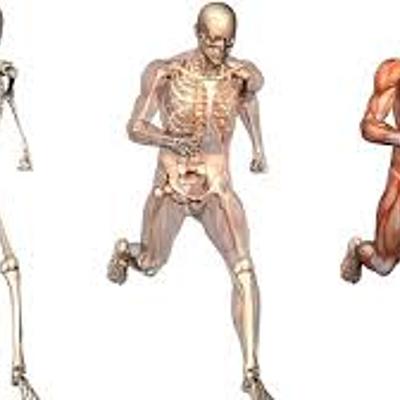 Timeline: Historia de la antropometría