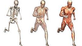 Timeline: Historia de la antropometría