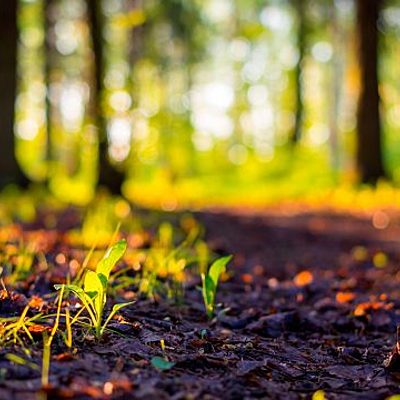 Timeline: Desarrollo sustentable