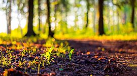 Timeline: Desarrollo sustentable