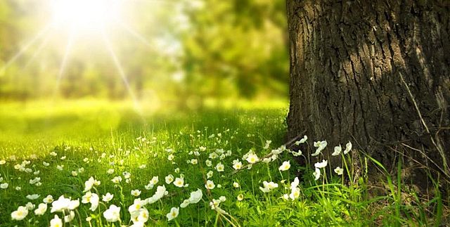 Carta Mundial a la Naturaleza