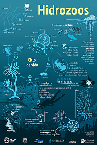 Organizaciones nerviosas