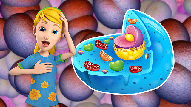 CLASIFICACIÓN DE LA CÉLULA