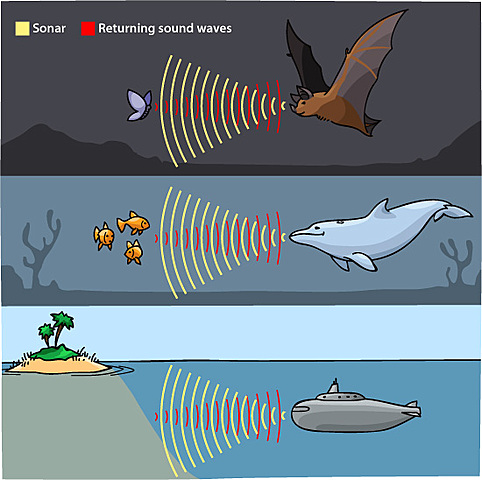 Echolocation