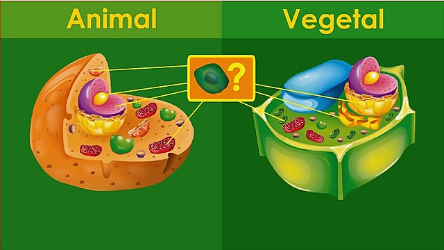 CELULA ANIMAL Y CELULA VEGETAL