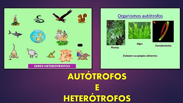 CÉLULAS AUTOTROFAS Y HETEROTROFAS