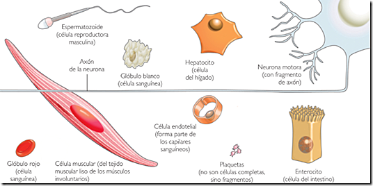 CÉLULAS SEGÚN SU FORMA