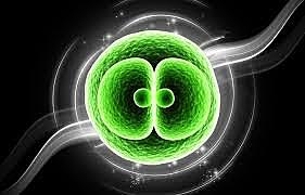 REPRODUCCIÓN CELULAR