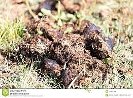 Desechos animales siglo XIX