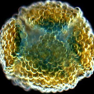 Timeline: Impresora 3D – Gabriel Villar Colombia