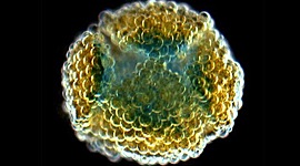 Timeline: Impresora 3D – Gabriel Villar Colombia