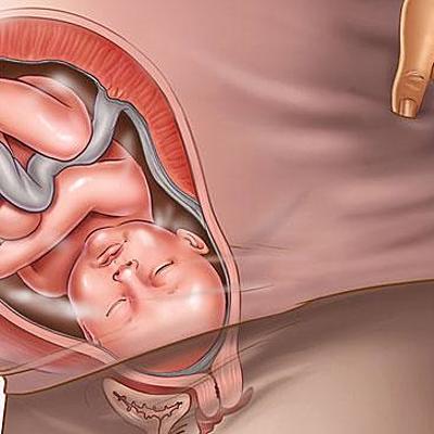 Timeline: ciclo del embarazo