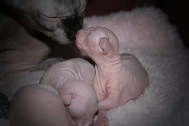 luis's cat has kitten's