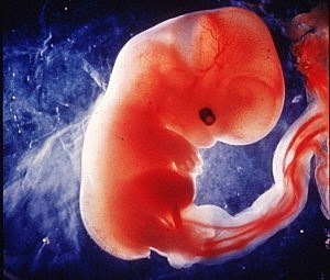 4 semana del embarazo