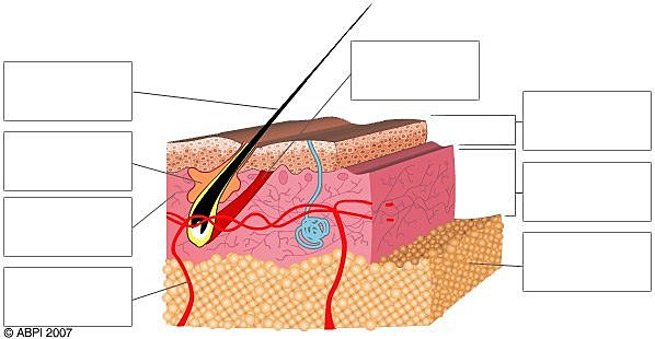 Lash & Brows DIAGRAM