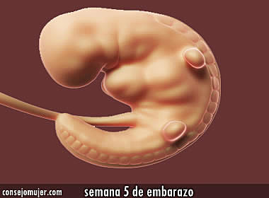 5 semana del embarazo