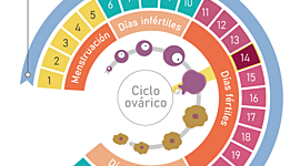 Timeline: ciclo menstrual