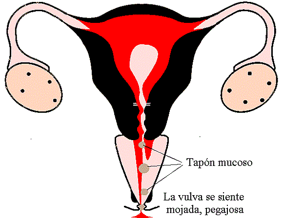 La fase menstrual  (MENSTRUACIÓN)