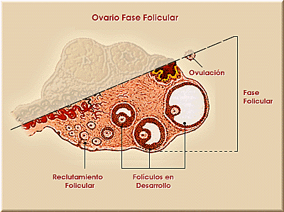 La fase folicular