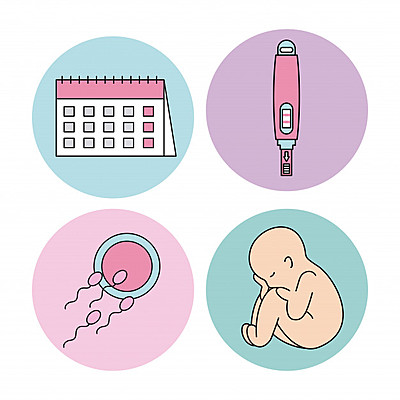 Timeline: EMBARAZO HUMANO POR SEMANAS