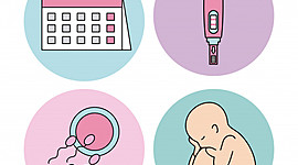 Timeline: EMBARAZO HUMANO POR SEMANAS