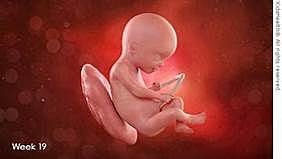 19 semanas del embarazo