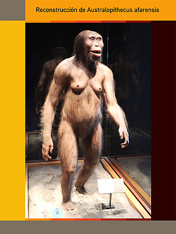"Lucy" - Australopithecus Afarensis.