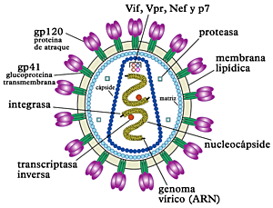 Retrovirus VIH