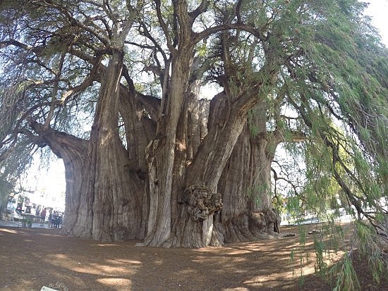Islote en el lago Texcoco
