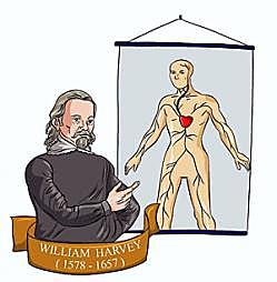 Circulación de la sangre (1628) Medicina