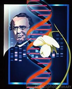 Reglas de la herencia (1850) Genética