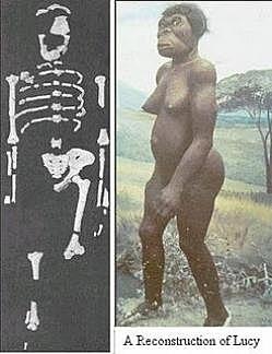 Lucy" - Australopithecus Afarensis, (1974) Evolución