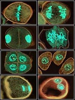 División celular (1879) Biología