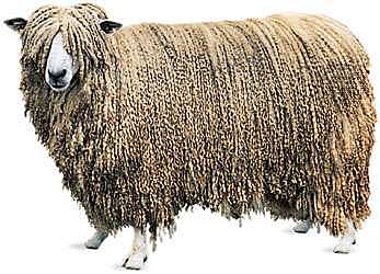 New Sheep Breed