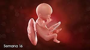 semana 16