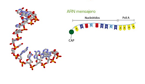 Desarrollo de la genética y descubrimiento del ADN.