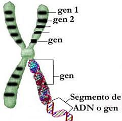 Finalización del proyecto genoma humano