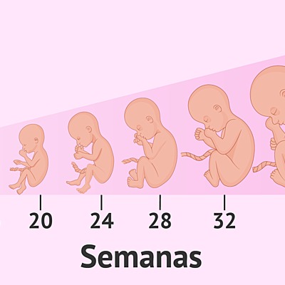 Timeline: Ciclo del embarazo