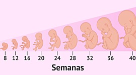 Timeline: Ciclo del embarazo