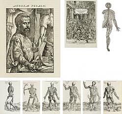 Anatomía humana (1538) Medicina