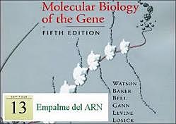 Empalme del ARN (1976) Genética