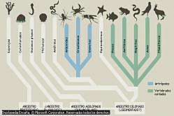 Clasificación de las especies (1735) Evolución