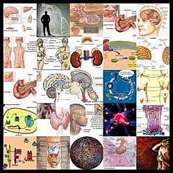 Las hormonas (1903) Biología