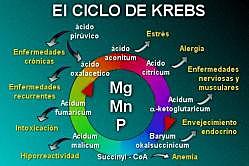 El ciclo de Krebs (1937) Biología