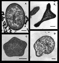Archaea (1977) Biología