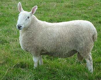 Robert Blakewell produces Leicester sheep through selective breeding