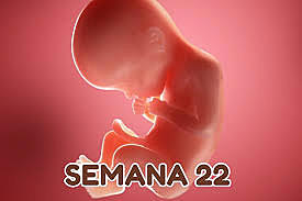 semana 22