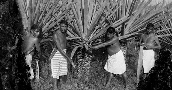 Producción de henequén