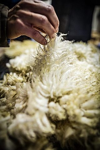 Cueros, lana y tasajo.